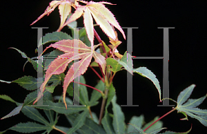 Picture of Acer palmatum (Matsumurae Group) 'Duncan and Davies'