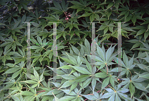 Picture of Acer palmatum (Matsumurae Group) 'E. C. Steiner'