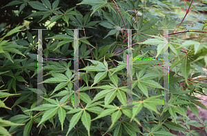 Picture of Acer palmatum (Matsumurae Group) 'E. C. Steiner'