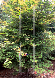 Picture of Acer palmatum (Matsumurae Group) 'E. C. Steiner'