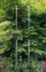 Picture of Acer palmatum (Matsumurae Group) 'E. C. Steiner'