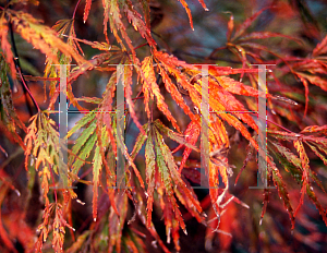 Picture of Acer palmatum (Dissectum Group) 'Eagle's Claw'