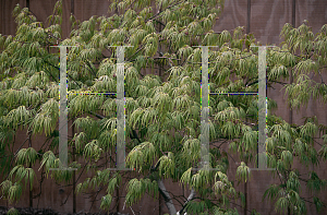 Picture of Acer palmatum (Dissectum Group) 'Eagle's Claw'