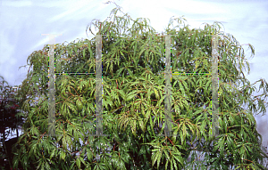 Picture of Acer palmatum (Dissectum Group) 'Eagle's Claw'