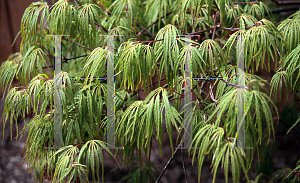 Picture of Acer palmatum (Dissectum Group) 'Eagle's Claw'