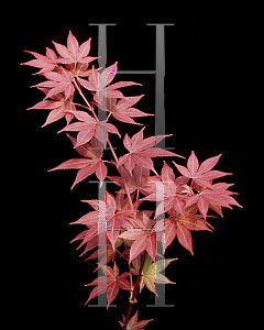 Picture of Acer palmatum (Matsumurae Group) 'Ed's Red'