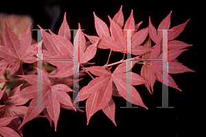 Picture of Acer palmatum (Matsumurae Group) 'Ed's Red'