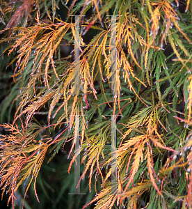 Picture of Acer palmatum (Dissectum Group) 'Edgewood Golden'