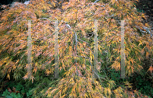 Picture of Acer palmatum (Dissectum Group) 'Edgewood Golden'