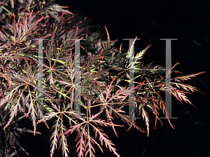 Picture of Acer palmatum (Dissectum Group) 'Edgewood Golden'