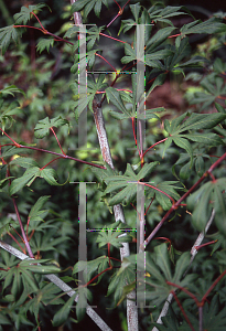 Picture of Acer palmatum (Matsumurae Group) 'Edna Bergman'