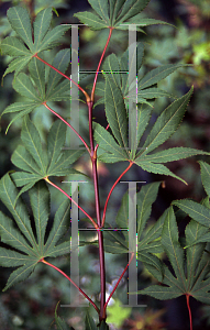 Picture of Acer palmatum (Matsumurae Group) 'Edna Bergman'