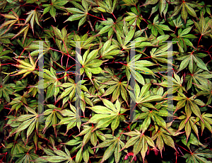 Picture of Acer palmatum (Matsumurae Group) 'Edna Bergman'