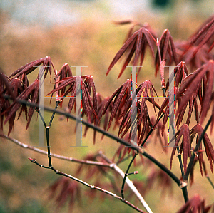 Picture of Acer palmatum (Matsumurae Group) 'Ed's Red'