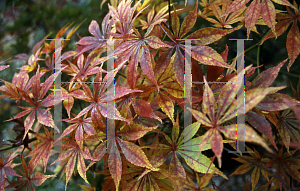 Picture of Acer palmatum (Matsumurae Group) 'Elegans'