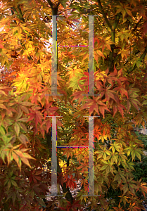 Picture of Acer palmatum (Matsumurae Group) 'Elegans'