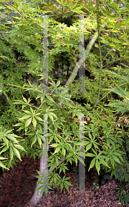 Picture of Acer palmatum (Matsumurae Group) 'Elegans'