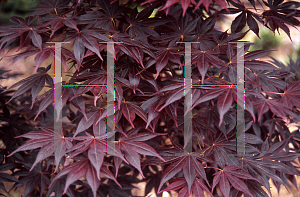 Picture of Acer palmatum (Matsumurae Group) 'Elegant'