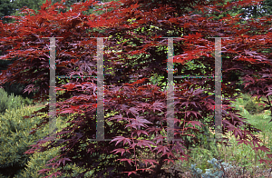 Picture of Acer palmatum (Matsumurae Group) 'Elegant'