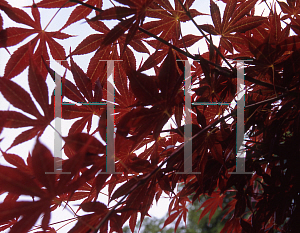 Picture of Acer palmatum (Matsumurae Group) 'Elegant'
