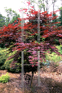 Picture of Acer palmatum (Matsumurae Group) 'Elegant'