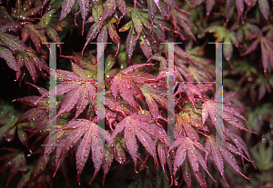 Picture of Acer palmatum (Matsumurae Group) 'Elizabeth (Elizabeth's Broom)'