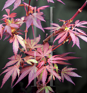 Picture of Acer palmatum (Matsumurae Group) 'Elizabeth (Elizabeth's Broom)'