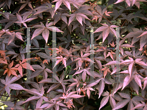 Picture of Acer palmatum (Matsumurae Group) 'Elizabeth (Elizabeth's Broom)'