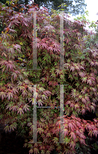Picture of Acer palmatum (Matsumurae Group) 'Elizabeth (Elizabeth's Broom)'