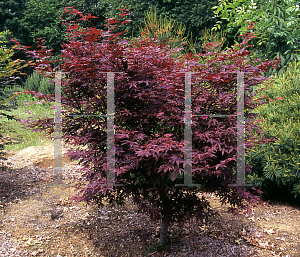 Picture of Acer palmatum (Matsumurae Group) 'Elizabeth (Elizabeth's Broom)'