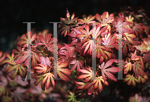 Picture of Acer palmatum (Matsumurae Group) 'Elizabeth (Elizabeth's Broom)'