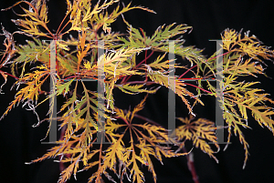 Picture of Acer palmatum (Dissectum Group) 'Ellen'