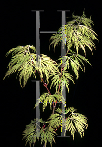 Picture of Acer palmatum (Dissectum Group) 'Ellen'