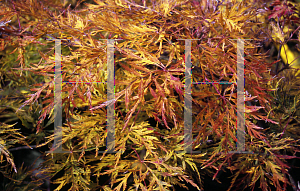 Picture of Acer palmatum (Dissectum Group) 'Ellen'