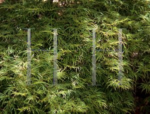 Picture of Acer palmatum (Dissectum Group) 'Emerald Lace'