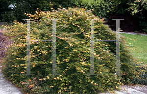 Picture of Acer palmatum (Dissectum Group) 'Emerald Lace'