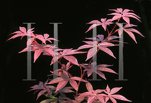 Picture of Acer palmatum 'Wolff (Emperor 1)'