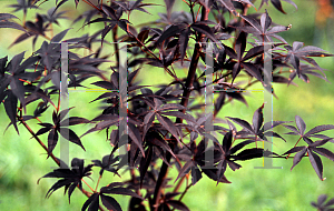 Picture of Acer palmatum 'Wolff (Emperor 1)'