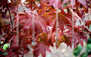 Picture of Acer palmatum 'Wolff (Emperor 1)'