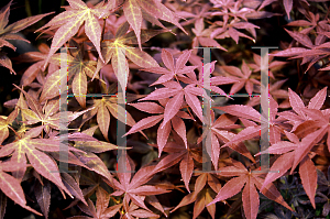 Picture of Acer palmatum 'Wolff (Emperor 1)'