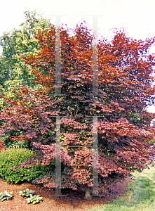 Picture of Acer palmatum 'Wolff (Emperor 1)'