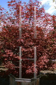 Picture of Acer palmatum 'Englishtown'