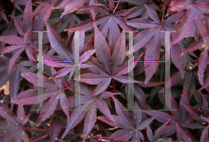 Picture of Acer palmatum 'Englishtown'