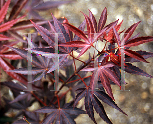 Picture of Acer palmatum (Matsumurae Group) 'E. P.'