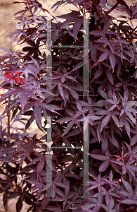 Picture of Acer palmatum (Matsumurae Group) 'E. P.'