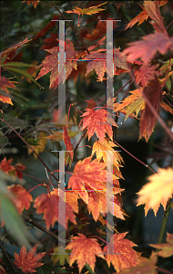 Picture of Acer palmatum 'Ever Autumn'
