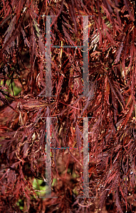 Picture of Acer palmatum (Dissectum Group) 'Dissectum Nigrum'