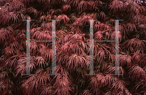 Picture of Acer palmatum (Dissectum Group) 'Dissectum Nigrum'