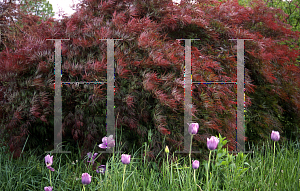 Picture of Acer palmatum (Dissectum Group) 'Dissectum Nigrum'