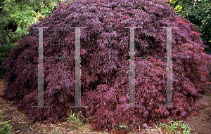 Picture of Acer palmatum (Dissectum Group) 'Dissectum Nigrum'